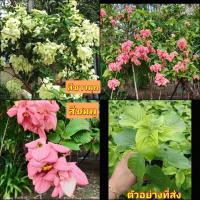 ราคา (1ต้น) ต้น ดอก ดอนญ่า ควีนสิริกิติ์ ดอนญ่าควีนสิริกิติ์ Queen Sirikit Don'a ต้นดอนญ่า ต้นดอนญ่าควีนสิริกิติ์ (19431544200)