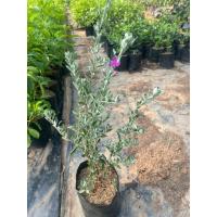 ราคา ต้นนีออน ใบเงิน ออกดอกสีม่วงอมชมพู (29538186584)