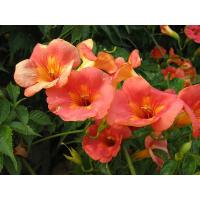 ราคา ขายต้นมธุรดาไม้เลื้อยดอกสีส้มสวยงามออกดอกทั้งปีปลูกง่ายตายยากเหมาะปลูกทำซุ้มมากค่ะส่งพร้อมกระถาง 11 นิ้ว(มาใหม่สวยๆค่ะ) (26007201469)