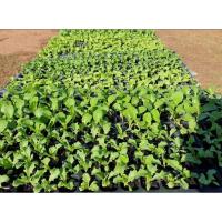 ราคา พีทมอส(วัสดุเพาะกล้า)​ ถุงละ1กิโลกรัม (10021835459)