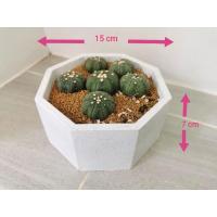 ราคา กระถางปูน กระถางกระบองเพชร เคลือบเงา สีพาสเทล ขนาด 15 ซม. (7681728589)