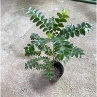 ราคา ต้นเมตตามหานิยม หรือต้นมะยมทอง (14450458891)