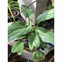 ราคา ว่านรวยล้นฟ้าไม้มงคล เสริมโชคลาภ (10532373629)