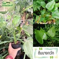 ราคา ต้นนางกวัก กวักเงินกวักทอง ต้นไม้มงคล (28436375916)