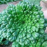 ราคา 300เมล็ด เมล็ดพันธุ์ ผักกวางตุ้ง แทตฉ่อย หรือกวางตุ้ง ดอกไม้ไฟ Tatsoi Seeds Vegetable Seeds ผักออร์แกนิก เมล็ดพันธุ์ผัก (40926732287)