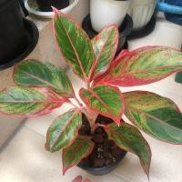 ราคา ต้นแสงเงินแสงทอง กระถาง5นิ้ว (6750210528)