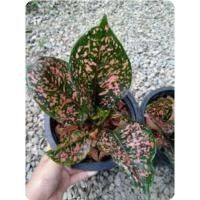 ราคา ต้นรับเงินรับทองเศรษฐีรับเงินไม้มงคลเสริมค่าขายเสริมดวงกระถาง7นิ้ว (22484915251)