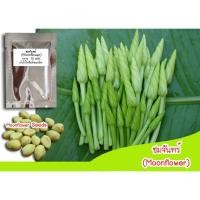 ราคา （คุณภาพสูง เมล็ด）ชมจันทร์ (Moonflower) เมล็ดต้นชมจันทร์ ดอกไม้จีน ดอกชมจันทร์ เมล็ดดอกชมจันทร์ เมล็ด/ง่าย ปลูก สวนครัว เ (20952148268)