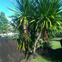 ราคา เมล็ดพันธุ์ต้นจันผาโชค ลาภ วาสนา (2298902291)