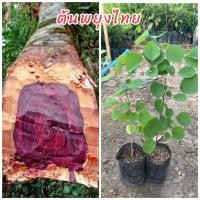 ราคา ต้นพยุงไทย (ชุด3ต้น) ไม้ป่าเศรษฐกิจ เนื้อไม้สีแดงอมม่วงถึงแดงเลือดหมู เนื้อละเอียด มีความแข็งแรงทนทาน (29803178160)