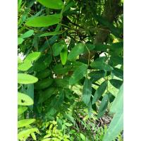 ราคา ใบขี้เหล็กแก่เก็บสดน้ำหนัก 250 กรัม (43158519133)