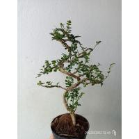 ราคา มะสังบอนไซ ต้นไม้ประดับขนาดจิ๋ว (5593414746)