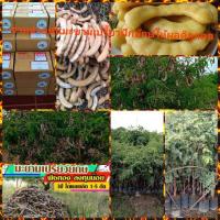 ราคา #จำหน่ายต้นมะขามเปรี้ยวฝักยักษ์ (6311576185)