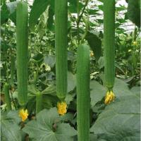 ราคา 10 เมล็ด บวบ บักบวบ ผักพื้นบ้านไทย Non-GMO Sponge Gourd Seeds สายพันธุ์ บวบหอมพันธุ์ลูกยาว (43873670212)