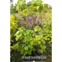 ราคา ต้นพุดตานญี่ปุ่น ต้นกิ่งชำ สูง 120-130 ซม. กระถาง 10 นิ้ว (15123002150)