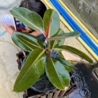 ราคา ยางอินเดียดำ ต้นใหญ่สูง 60-70 ซม. กระถาง 12 นิ้ว ยางอินเดียดำ ไม้ฟอกอากาศ ดูดสารพิษ เพิ่มออกซิเจนในห้อง ส่งพร้อมกระถาง (18032622872)