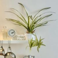 ราคา [พร้อมส่ง] Jnihouse : ต้นวาสนาราชินีกระถางขาว Spider plants (Tree) (42413836103)