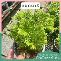 ราคา เฟิร์นกนกนารี ส่งพร้อมกระถาง 5 นิ้ว (27473301656)