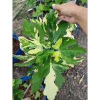 ราคา มะเดื่อฝรั่ง jolly tiger จัดส่งฟรี❗ (22170984166)