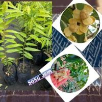 ราคา ต้นดอกลำดวน หรือ ต้นหอมนวล (8330170486)