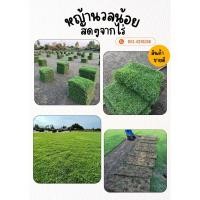 ราคา หญ้าจริง หญ้านวลน้อย , หญ้าญี่ปุ่นขนาด 50x100 ซม. (18295612468)