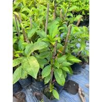 ราคา ต้นเทพทาโร พร้อมปลูก เกิดการเสียหาย รับผิดชอบทุกกรณี (25713472938)