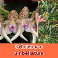 ราคา กล้วยไม้ สิงโตเวียดนาม umbellatum เลี้ยงนานแล้ว ❤️ เริ่มจะแทงดอกแล้วค่ะ นานๆมาหายาก❤️ (18462524624)