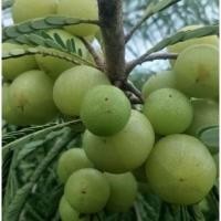 ราคา ต้นพันธุ์มะขามป้อมยักษ์ จัดเป็นผลไม้เพื่อสุขภาพและเป็นสมุนไพร มีสารต่อต้านอนุมูลอิสระอย่างวิตามินซีสูงมาก ถุงดำละ 79 บาท (24513161694)