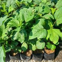 ราคา ต้นกระเจี๊ยบเขียว,กระเจี๊ยบแดง (18871507353)