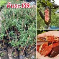 ราคา ต้นมะนาวคาเวียร์ (แดง) (24568992675)