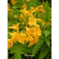 ราคา ต้นพันธุ์ ทองอุไร 39บาท ทองอุไรดอกสีเหลืองสดใส ปลูกง่าย เกิดง่าย ทนแล้งได้ดี (26064236598)