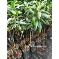 ราคา ต้นมะม่วงมันขุนศรี เสียบยอด (15425702058)