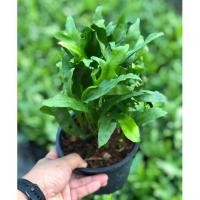 ราคา ต้นเฟิร์นฮาวาย ใบแบบขนนกชั้นเดียว (11013239051)