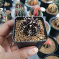 ราคา ยิมโนผิวม่วงเข้ม​ 20​ ​ บาท (4441734938)