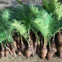 ราคา ต้นปรงชะเมา หน่อต้น ปรงชะเมา ขนาดจิ๋ว 20 เซนติเมตร (10515092437)