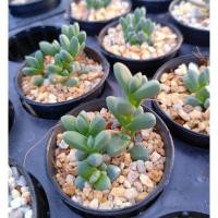 ราคา ต้นเขากระทิง​ ไม้อวบน้ำ (5883052225)