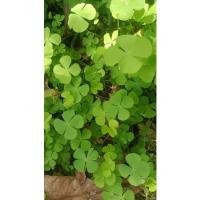 ราคา ☘️ต้นกล้าผักแว่น ผักแว่นน้ำ พร้อมปลูก พร้อมส่งมนถุงดำ ราคา 25 บาท ☘️ (16687282938)