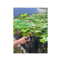 ราคา กิ่งองุ่นพันธุ์ ยูโฮ ลูกเขียวกลมไร้เมล็ด (15798063871)