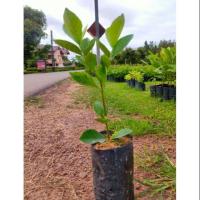 ราคา ต้นพุดเศรษฐีบางใหญ่ดอกหอม (6344587140)