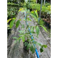 ราคา ต้นมันปู(ผักกินยอด) 1ต้น (24462402709)