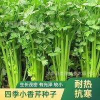 ราคา โฟร์ซีซั่นส์หว่านกระถางต้นไม้ระเบียงลานพืชผัก (42375254762)