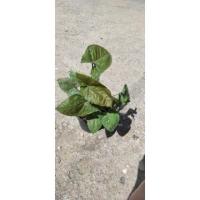 ราคา ต้นออมนาค กระถาง 5 นิ้ว (20408071967)