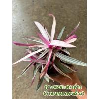 ราคา กาบหอยแครงด่าง (ว่านหอยแครงด่าง) กระถาง 6 นิ้ว (46551244981)