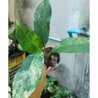 ราคา เศรษฐีวินสันลูกผสมหงสาวดีกระถาง 5 นิ้วเลี้ยงง่ายโตไว ลายสวย ไม้หายาก (27784225612)