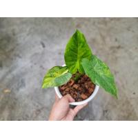 ราคา บอนหูช้างด่างเหลือง บอนหูช้าง (9784711374)