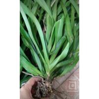 ราคา เอื้องไอยเรศ/หรือต้นหางกระรอก (7357924914)