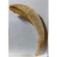 ราคา B438เขี้ยวหมูกำจัดไม่ตัน​ เก่าแท้ตามภาพ (27841501847)