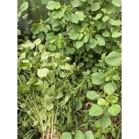 ราคา ตำแยแมว/ต้นสดต้นพร้อมราก2บาท (16664537904)