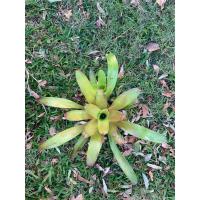 ราคา สับปะรดสี พันธุ์นีโอ นีโอเล็บแดง ใบสีเขียว ขอบใบแซมสีแดง (29723394582)