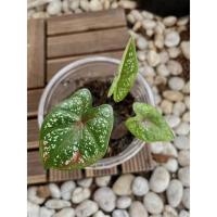 ราคา บอนสี นางไหม ต้นเล็ก (10556169430)